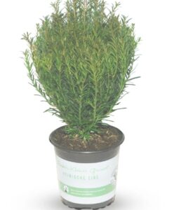 Lonicera crassifolia 'Little Honey'